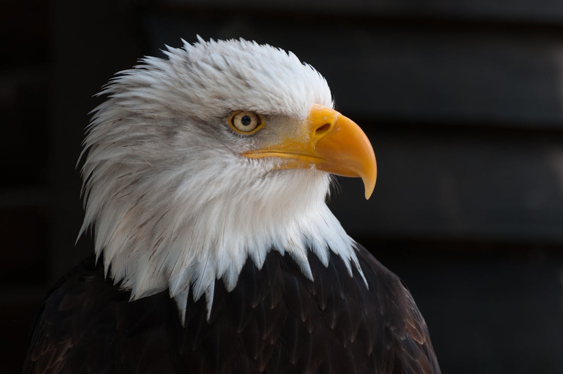 Eagle soaring over the Robson Valley